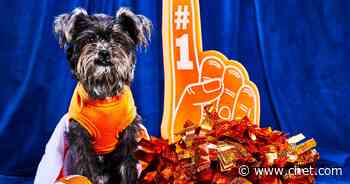 Puppy Bowl 2023: How and When to Watch     - CNET