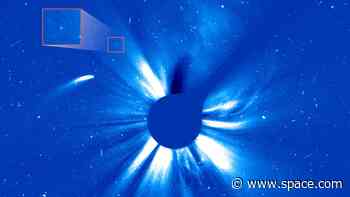 Massive comet hurtling past the sun is chasing its tail