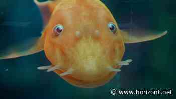 Galaxy S23 Kampagne: Samsung präsentiert Erben des preisgekrönten Spinnen-Testimonials - einen Putzerfisch