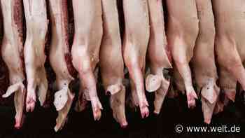 Fleischproduktion in Deutschland stark gesunken – besonders bei Schweinefleisch