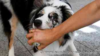 Freilaufender Hund beißt Jogger: Peta fordert Hundeführerschein