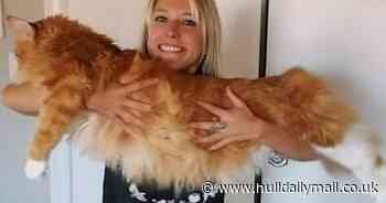 Giant cat is so big it gets mistaken for a dog
