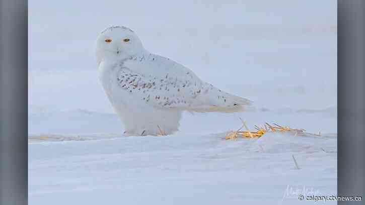 Calgary's 5-day forecast: warmer beyond today
