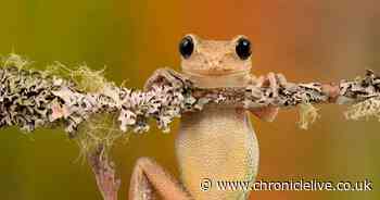 North Shields photographer overcomes health condition to win numerous awards