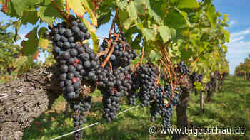 Absatzprobleme: Frankreich lässt Wein zu Industrie-Alkohol verarbeiten