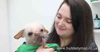 Ugliest dog in the UK enjoys 'makeover' during pamper day at luxury animal spa