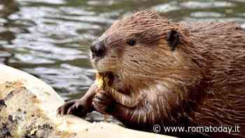 Castori sul Tevere dopo 500 anni di assenza: possibile ritorno anche a Roma?