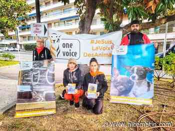 "Des éleveurs de chiens n’ont pas respecté la loi": ce que révèle la caméra cachée de One Voice au salon du chiot d’Antibes