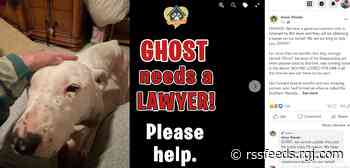 Ghost survived living with a pack of Nevada coyotes. Now the dog's part of a bitter custody feud.