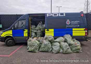 Hundreds of cannabis plants discovered following police raid