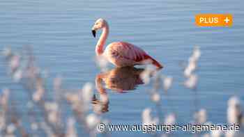 Flamingo am Thalfinger See und in der Donau: Besorgte Bürger rufen Polizei