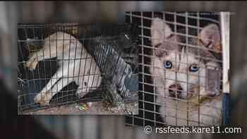 Rescue crews remove 56 animals from Morrison County mobile home