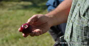 Landkreis Kitzingen: Natur mit allen Sinnen erleben - Biologin bietet Workshop-Reihe für Kinder an