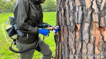 Pini, il comune dà i numeri: contro la cocciniglia trattati oltre 50mila alberi