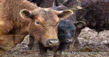 A look into the costs of mud