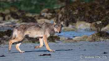 Why some people in B.C. live with wolves — even as advocates caution against it