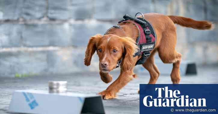 Meet Jinx, the dog on a mission to protect Welsh bird colonies from rats