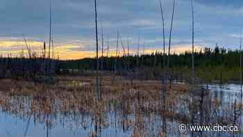 Caution urged as mining companies eye critical minerals beneath Quebec boreal forest
