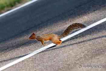 Eichhörnchenbrücke findet keine Mehrheit