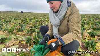 Cornwall farmers urged to open fields to 'gleaners' as demand grows