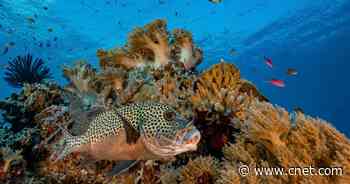 Some Fish Can Recognize Themselves in Photos and Mirrors     - CNET