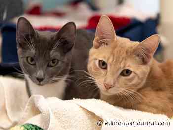 Kittens ditched near Edmonton a reminder to spay, neuter and care for pets: charities