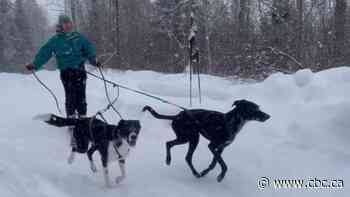 'You have no control. Just stay on your feet': The fun side of dog sled racing in northern Ontario