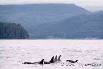 B.C. orca mothers pay a higher price for birthing sons than daughters: study