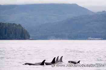 B.C. orca mothers pay a higher price for birthing sons than daughters: study