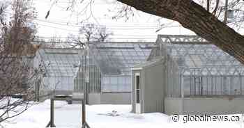 Saskatoon searches for flowers elsewhere due to rotting wood, falling glass at greenhouse