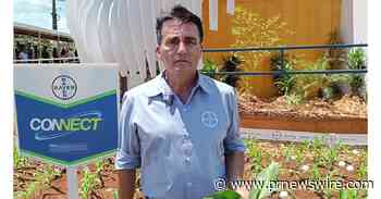 'Ninfa é perigo oculto que coloca o manejo da cigarrinha do milho em risco', diz especialista da Bayer