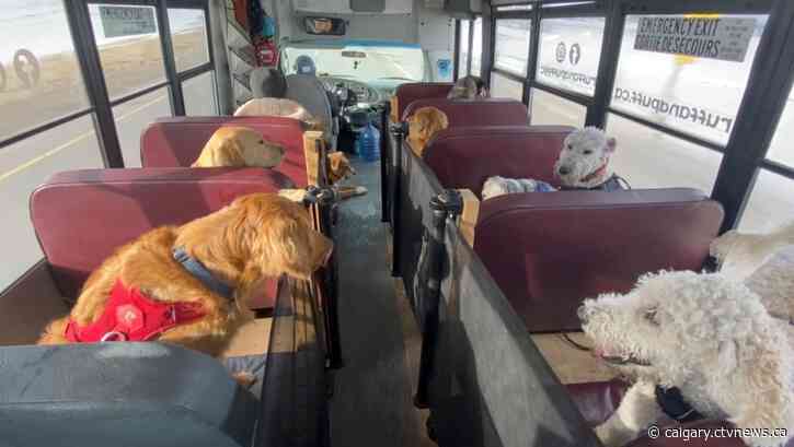 Calgary dog bus takes pups to play at off-leash park