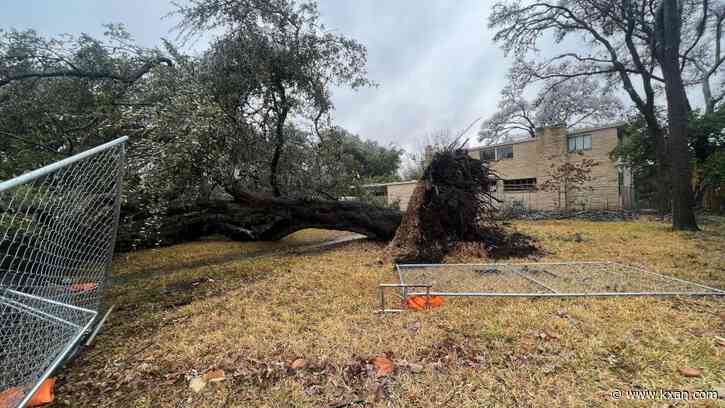 Austin's 'Heritage Tree' rules unclear for homeowners seeking to trim branches