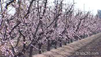 Fresno County Blossom Trail opening this weekend