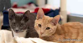 2 kittens abandoned in child’s backpack near St. Albert, Alta.