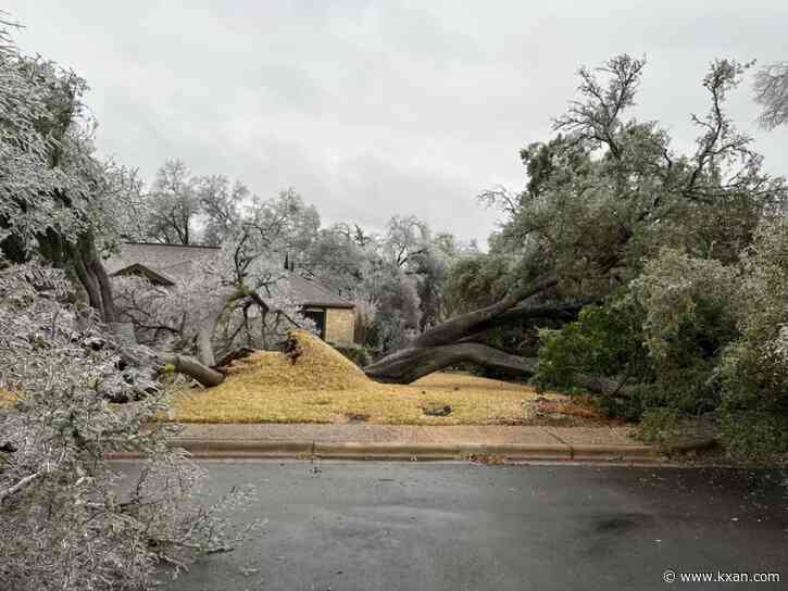 Oak wilt poses a threat to Texas trees after ice storm, arborists warn