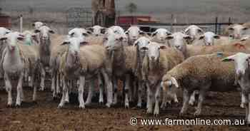 Jittery January - mutton prices dive, exports break record