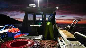 Hopes grow for revival of $700 million live lobster trade