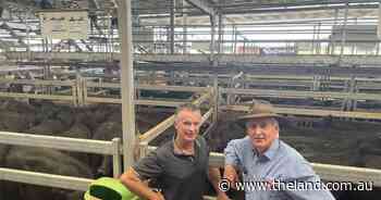 Feeder steers topped at $2050 at Wodonga