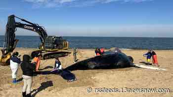 Virginia Aquarium crews investigate 2nd humpback whale death in Hampton Roads this year
