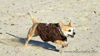 Miami, Fort Lauderdale Ranked Among Top 5 Cities Nationally for Dog Owners