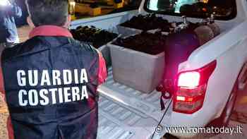 I ricci di mare per la Puglia pescati abusivamente a Roma