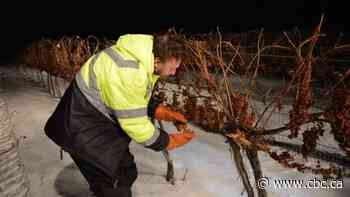 Niagara winemaker optimistic icewine will make a comeback in 2023
