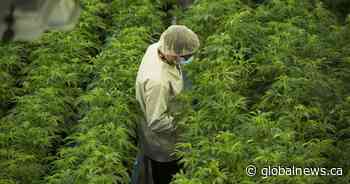 Canopy Growth to lay off 800 workers, wind down main Smiths Falls facility