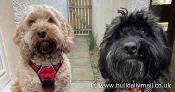 Cockapoo pups narrowly avoid Valentine's Day disaster after chocolate-scoffing spree