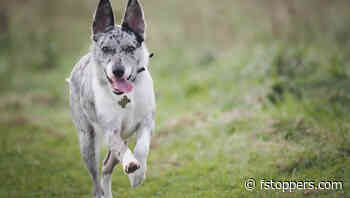 How to Photograph Your Pets