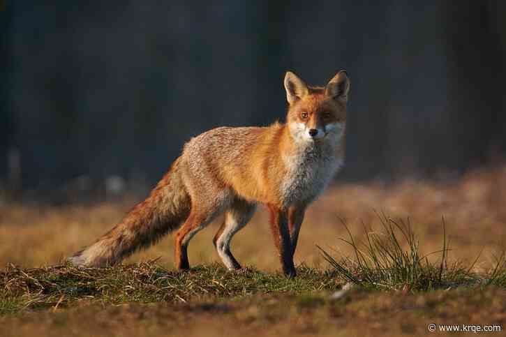Rabid fox bites person in southern New Mexico county
