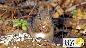 Wedtlenstedter stellt seine tierischen Freunde vor