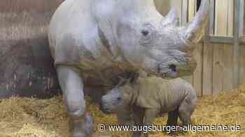 Putziger Nachwuchs: Im Augsburger Zoo gibt es ein Nashornbaby