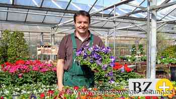 Tulpen für 15 Euro: In Wolfenbüttel steigen die Blumenpreise